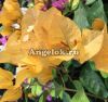 Бугенвиллия (Bougainvillea Sinai Gold) черенок