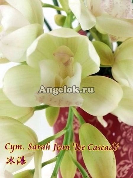 фото Цимбидиум Сара Джейн (Cym. Sarah Jean 'Ice Cascade') Тайвань от магазина магазина орхидей Ангелок