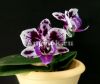 фото Фаленопсис (Phalaenopsis Brazil '54353') от магазина магазина орхидей Ангелок