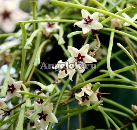фото Хойя ретуза (Hoya retusa) черенок от магазина магазина орхидей Ангелок