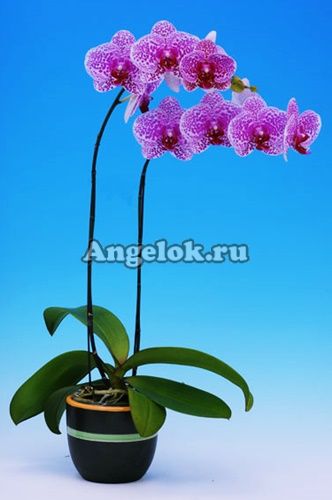 фото Фаленопсис (Dtps.I-Hsin Sun Beauty) Тайвань от магазина магазина орхидей Ангелок