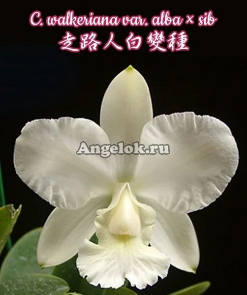 фото Каттлея (C. walkeriana var. alba × sib) Тайвань от магазина магазина орхидей Ангелок