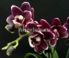фото Фаленопсис Черный Ангел (Phalaenopsis Miki Black Angel) от магазина магазина орхидей Ангелок