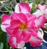 фото Адениум (Adenium obesum Aree dung) от магазина магазина орхидей Ангелок