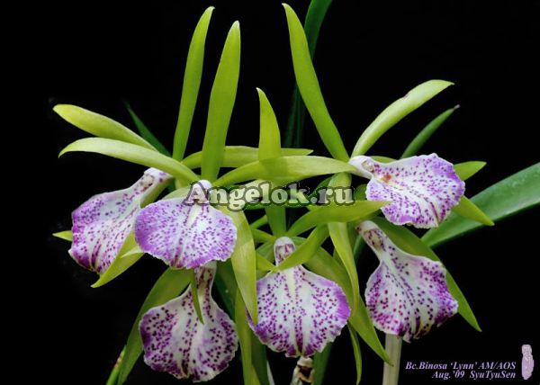 фото Каттлея (Bc. Binosa) Тайвань от магазина магазина орхидей Ангелок