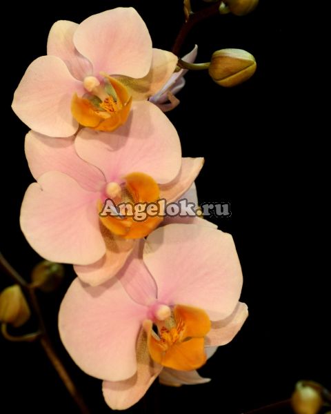 фото Фаленопсис Тулкан (Phalaenopsis Tulkan) от магазина магазина орхидей Ангелок