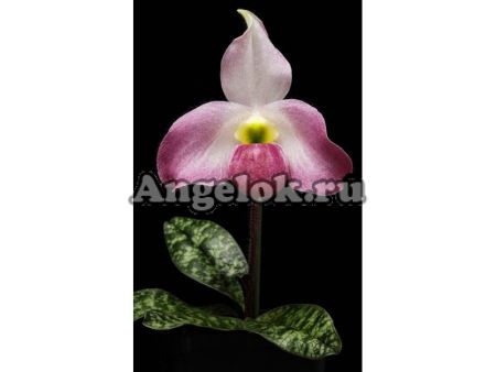 фото Пафиопедилюм Maudiae детка от магазина магазина орхидей Ангелок