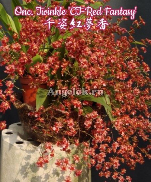 фото Онцидиум (Onc. Twinkle 'CT-Red Fantasy') от магазина магазина орхидей Ангелок