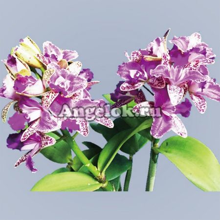 фото Каттлея (C. Yuan Dung Sweet 'Dragon fruit') Тайвань от магазина магазина орхидей Ангелок