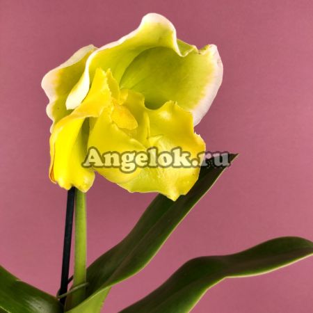 фото Пафиопедилум желтый (Paph.990075 × Cocoa Green 'Full Green') от магазина магазина орхидей Ангелок