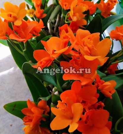 фото Каттлея (Blc.Young-Min Orange'Golden Satisfaction') Тайвань от магазина магазина орхидей Ангелок