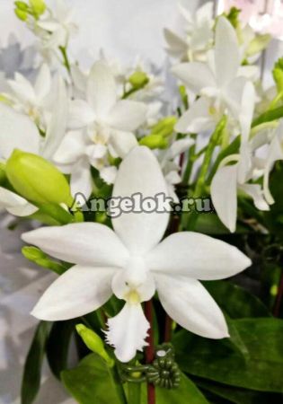 фото Фаленопсис (Phalaenopsis Brother Timothy 'SYK') Тайвань от магазина магазина орхидей Ангелок