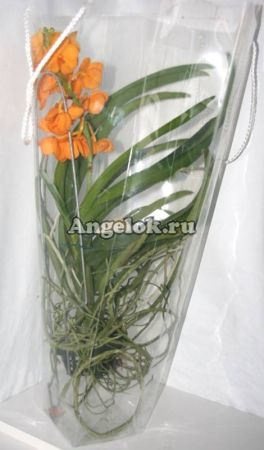 Ванда (Ascocenda) оранжевая