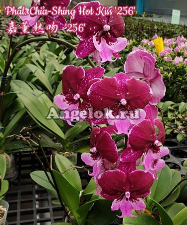 Фаленопсис Биг Лип Хот Кисс (Phalaenopsis Chia Shing Hot Kiss '256') Тайвань