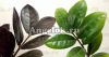 фото Замиокулькас черный (Zamioculcas Zamiifolia Black Leaf) от магазина магазина орхидей Ангелок
