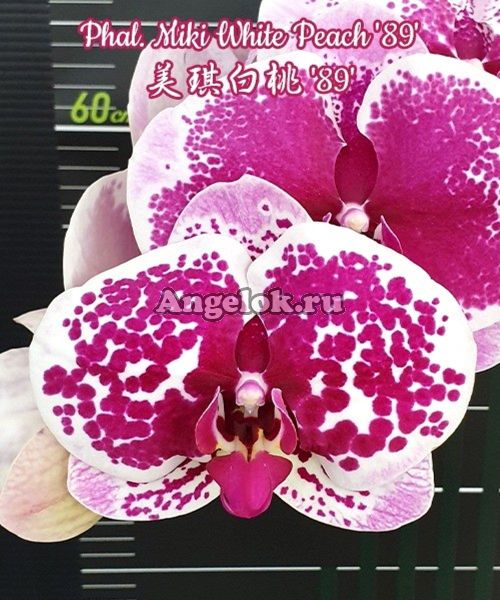 фото Фаленопсис детка (Phalaenopsis Miki White Peach '89') Тайвань от магазина магазина орхидей Ангелок