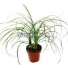 фото Нолина (Nolina recurvata) от магазина магазина орхидей Ангелок