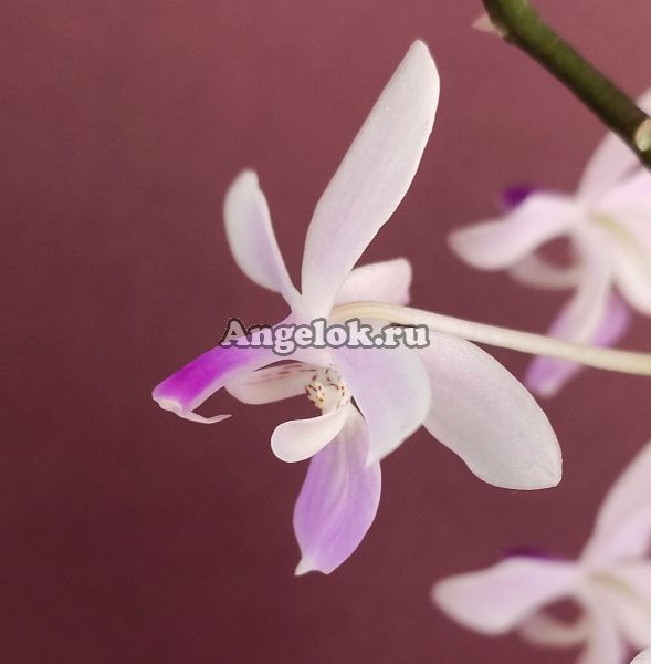 фото Фаленопсис Линдена (Phalaenopsis lindenii) от магазина магазина орхидей Ангелок