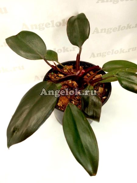 фото Филодендрон Бургунди (Philodendron erubescens ‘Burgundy’) от магазина магазина орхидей Ангелок