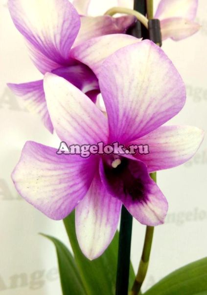 фото Дендробиум фаленопсис (Dendrobium Phalaenopsis ) d-12 от магазина магазина орхидей Ангелок