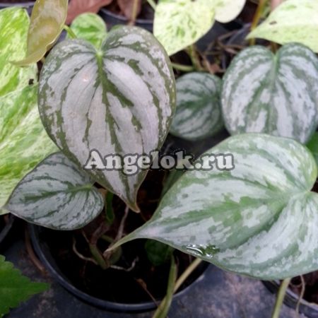 фото Филодендрон украшенный (Philodendron ornatum) от магазина магазина орхидей Ангелок