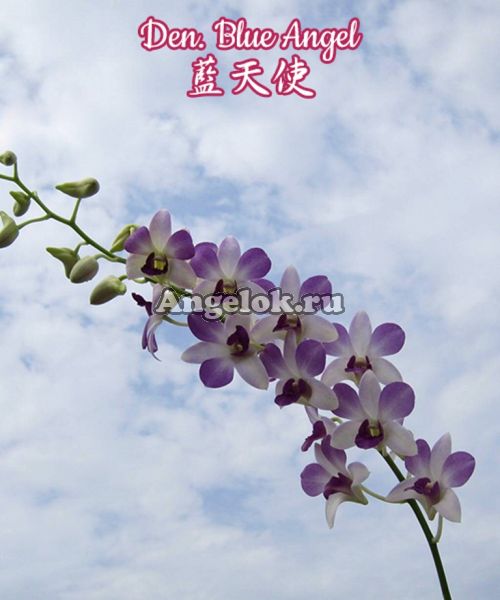 фото Дендробиум (Den. Blue Angel) Тайвань от магазина магазина орхидей Ангелок
