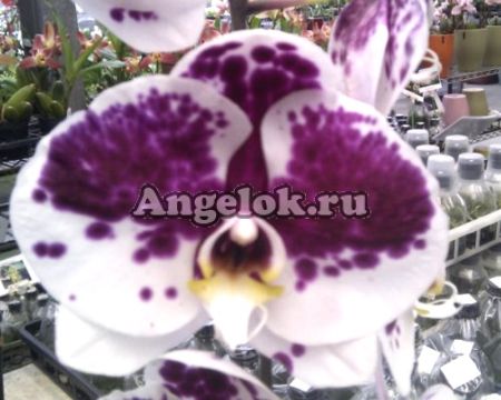 фото Фаленопсис ( P. Ever Spring King × Musashino 'MXS046' ) Тайвань от магазина магазина орхидей Ангелок