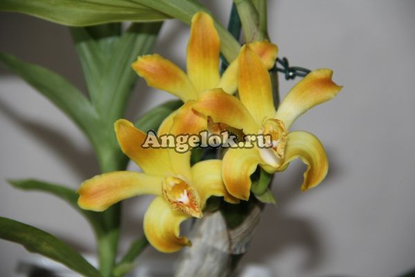 фото Хизис золотистый (Chysis aurea) от магазина магазина орхидей Ангелок