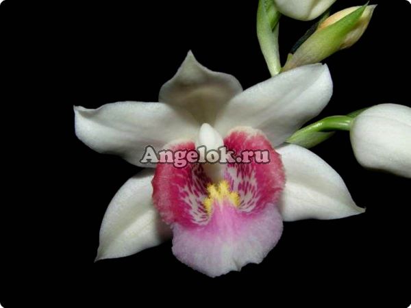 фото Гастрорхис (Gastrorchis pulchra) от магазина магазина орхидей Ангелок