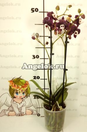 Фаленопсис Каода Твинкл (Phalaenopsis Kaoda Twinkle 'Chocolate Drops')