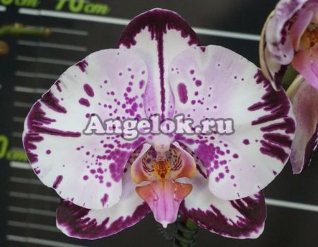 фото Фаленопсис (Dtps.Miki Crystal'11') Тайвань от магазина магазина орхидей Ангелок