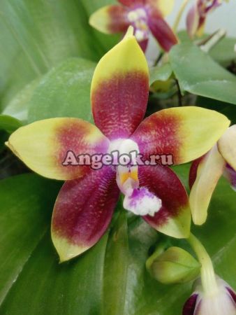 фото Фаленопсис (Phalaenopsis Tying Shin Fly Eagle’Yaphon’) Тайвань от магазина магазина орхидей Ангелок