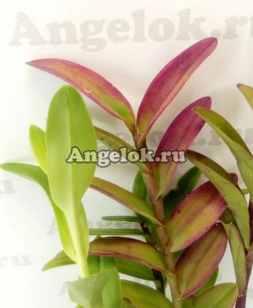 фото Эпидендрум (Bard. Sister My Love) Тайвань от магазина магазина орхидей Ангелок