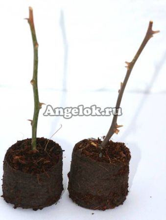 фото Гель для клонирования Maxiklon 2мл от магазина магазина орхидей Ангелок