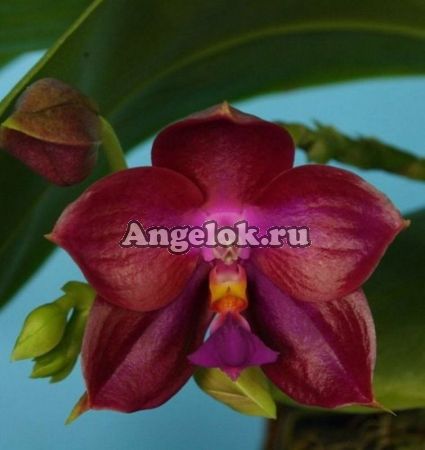 фото Фаленопсис (P.Lea Mariae Salaza) Тайвань от магазина магазина орхидей Ангелок