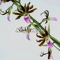 фото Эулофия (Eulophia euglossa x guineensis) от магазина магазина орхидей Ангелок