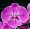 фото Фаленопсис Биг Лип (Phalaenopsis Miki Strawberry Freckle '118') Тайвань от магазина магазина орхидей Ангелок