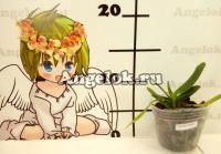 фото Ванда Трехцветная детка (Vanda tricolor) от магазина магазина орхидей Ангелок