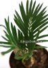 Цикас отогнутый (Cycas revoluta) 01