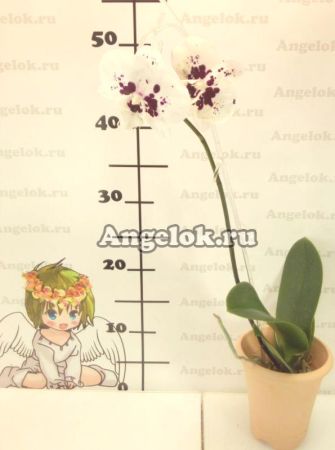 фото Фаленопсис (Phalaenopsis Panda'324') Тайвань от магазина магазина орхидей Ангелок