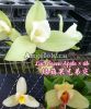фото Ликаста (Lyc. Green Apple × sib) Тайвань от магазина магазина орхидей Ангелок