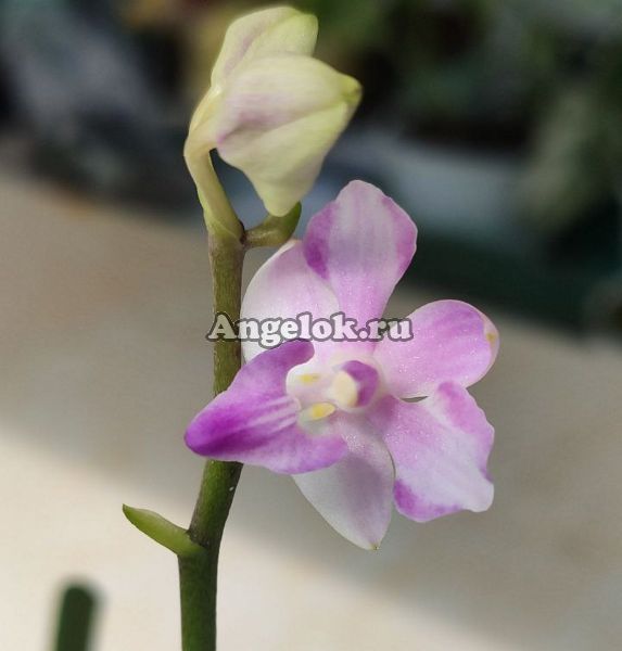 фото Фаленопсис гибрид детка (Dor.pulcherima var blue x P. Purple Martin) от магазина магазина орхидей Ангелок