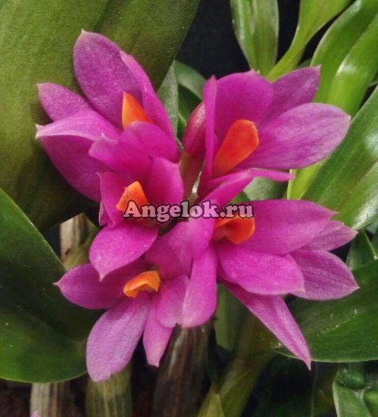 фото Дендробиум Хибики (Dendrobium Hibiki) от магазина магазина орхидей Ангелок
