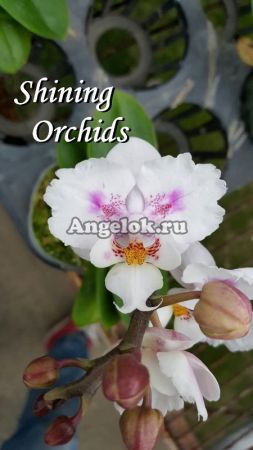 фото Фаленопсис (Phalaenopsis Hsinying Little Knight Trinitiy) Тайвань от магазина магазина орхидей Ангелок