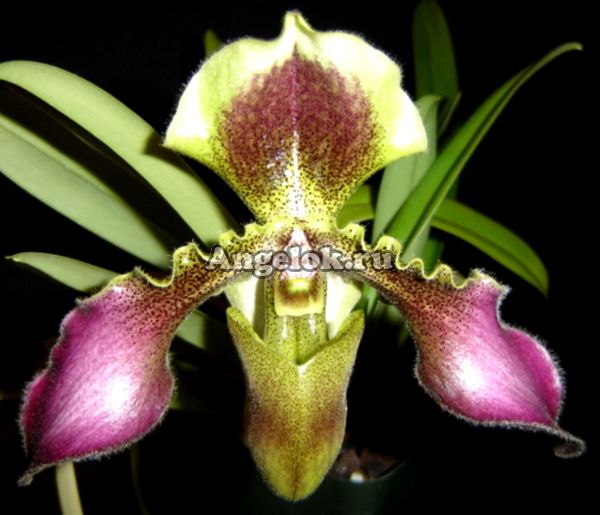 фото Пафиопедилум (Paphiopedilum hirsutissimum var. hirsutissimum) от магазина магазина орхидей Ангелок