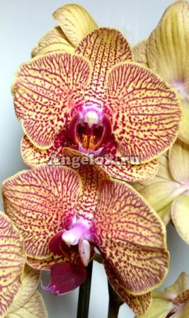 Фаленопсис (Phalaenopsis Baldan's Kaleidoscope)