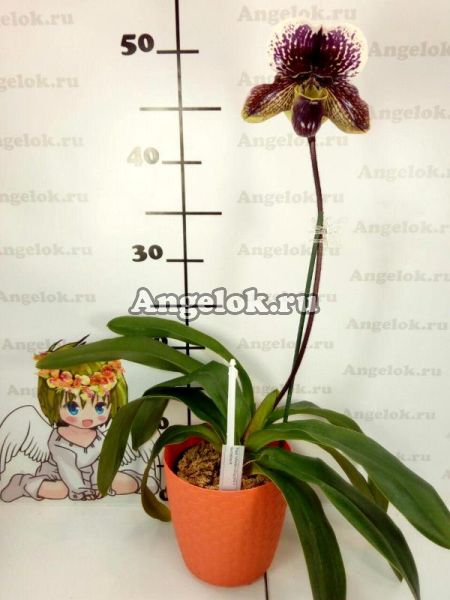 фото Пафиопедилум (Paph.Winston Churchill × fairrieanum) Тайвань от магазина магазина орхидей Ангелок