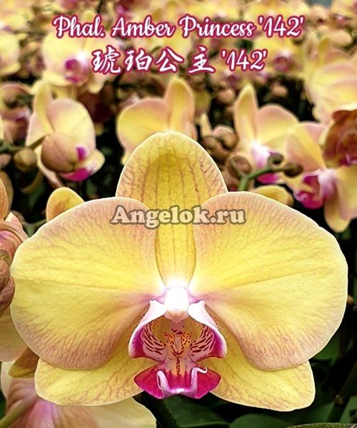 фото Фаленопсис (Phalaenopsis Amber Princess '142') Тайвань от магазина магазина орхидей Ангелок