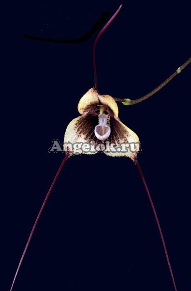 фото Дракула (Dracula tsubotae type) от магазина магазина орхидей Ангелок