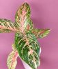 фото Аглаонема (Aglaonema Red Peacock) от магазина магазина орхидей Ангелок